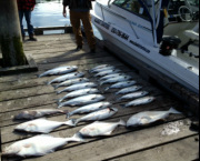 salmon fishing ucluelet